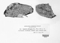 Lecanora subrugosa image